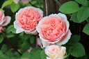 楽天市場 バラ苗 フランスのバラ French Roses ギヨー社 フランス Guillot 大神ファーム 楽天市場 バラ苗 フランスのバラ French Roses ギヨー社 フランス Guillot 大神ファーム