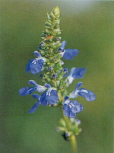 {bOZ[W n[uc ʖFEMm[TZ[W