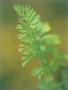 �L�����E�F�C �n�[�u�c �����p