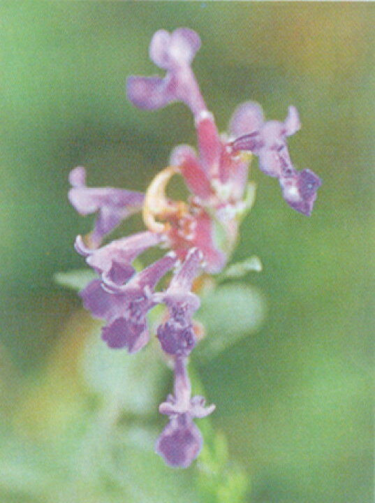 楽天市場 キャットニップ ハーブ苗 大神ファーム