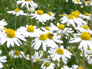 [}J~[/J}C n[uc N OhJo[p