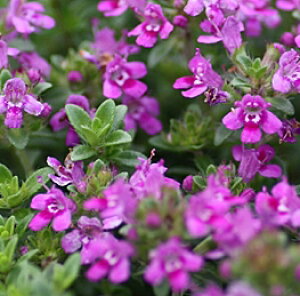 N[sO^Ciԉԁj'RNVlEX^C' n[uc