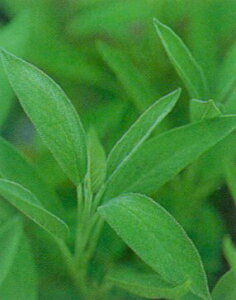 RZ[W n[uc u[Z[W NETrA p