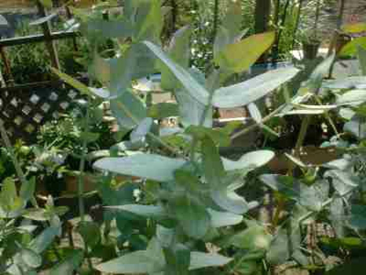 楽天市場 ユーカリ グロブルス タスマニアンブルーガム ハーブ苗 ６号鉢 大神ファーム