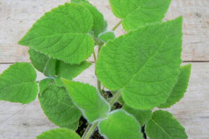 t[cZ[WiʖFs[`Z[Wj n[uc