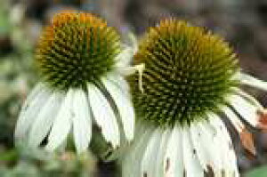 GLiZAEvvAip[vAj zCg i10.5cm|bgj