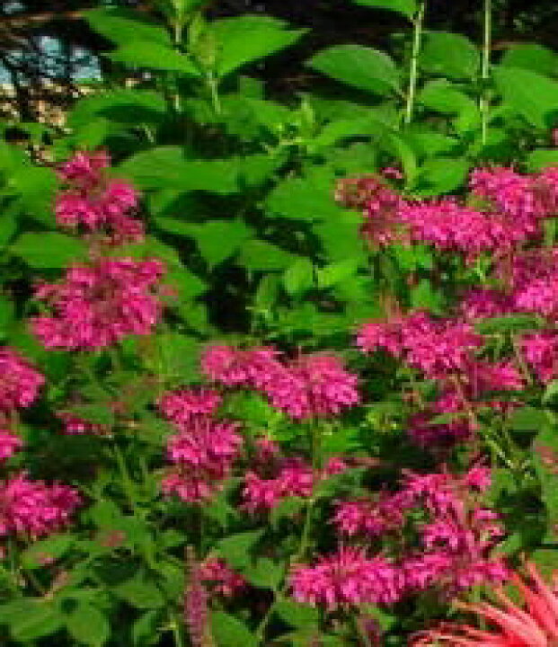 楽天市場 ベルガモット モナルダ 紫 ハーブ苗 大神ファーム 楽天市場 ベルガモット モナルダ 紫 ハーブ苗 大神ファーム