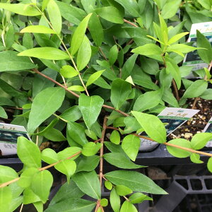 �}�[�g�� �i�ʖ��M���o�C�J�j �n�[�u�c 12cm�|�b�g