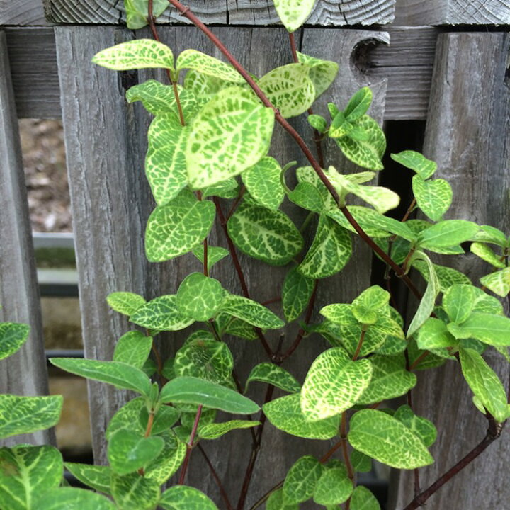 楽天市場 ハニーサックル ゴールデン スイカズラ ハーブ苗 大神ファーム