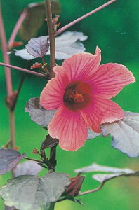 [[EbhinCrXJXj n[uc n[ueB[p