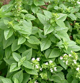 楽天市場 ブッシュバジル苗の通販