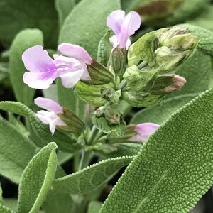 RZ[WisNԁj n[uc NETrA p