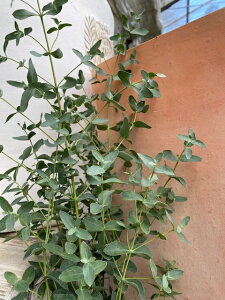観葉植物 ユーカリ 苗の人気商品 通販 価格比較 価格 Com