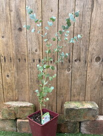 楽天市場 切り花 ユーカリ 種類 植物 ユーカリ の通販