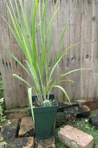 レモングラス 苗の人気商品 通販 価格比較 価格 Com レモングラス 苗の人気商品 通販 価格比較 価格 Com