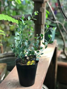 [JE[JEEFuXeAi @n[uc @12cm|bg