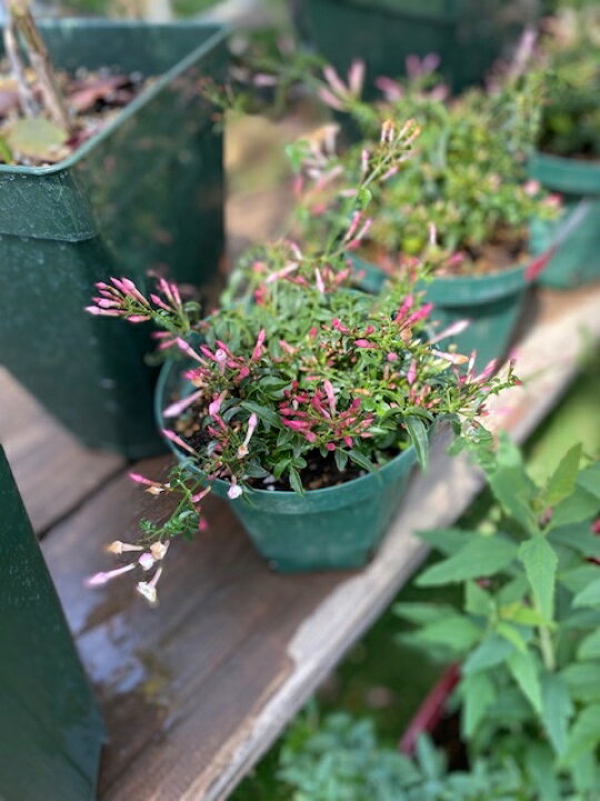 草花の苗 ハゴロモジャスミン 羽衣ジャスミン