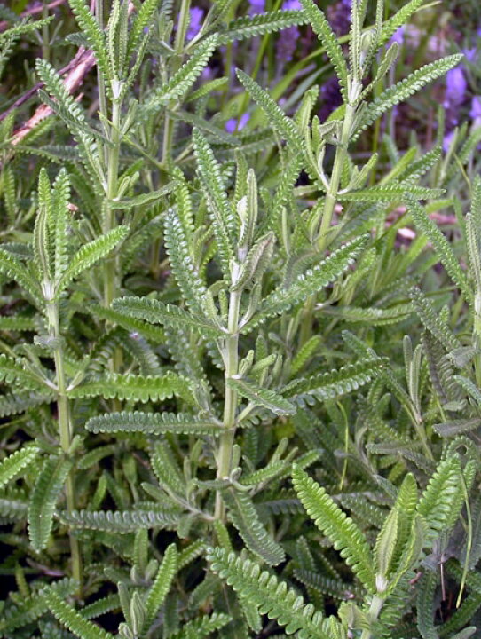 楽天市場 ラベンダー デンタータ ハーブ苗 フリンジドラベンダー 大神ファーム