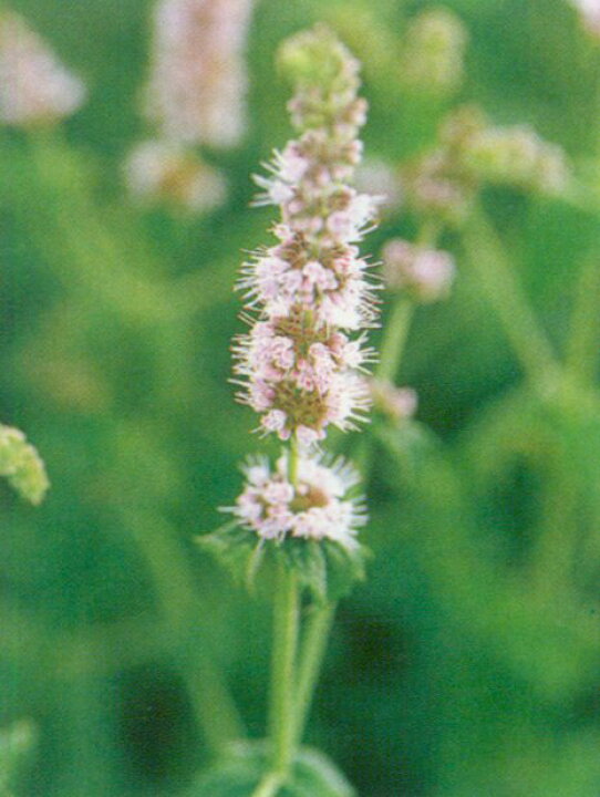 楽天市場 ホワイト ペパーミント ハーブ苗 大神ファーム