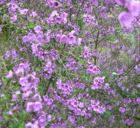 楽天市場 ミントブッシュの通販