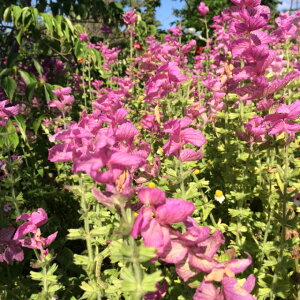 ハーブ ピンク 苗の人気商品 通販 価格比較 価格 Com