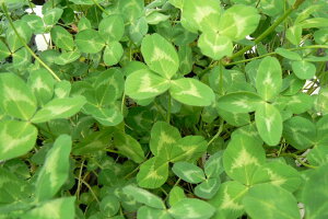 bhN[o[iʖFAJcNTj n[uc n[ueB[p