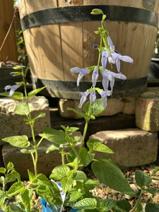 h[Z[WEXJCu[ n[uc 9cm|bg