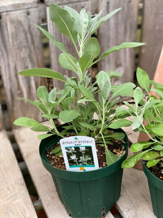 楽天市場 ホワイトセージ ハーブ苗 5号鉢 大神ファーム