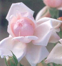 オーガスティン・ギノッソ（大苗予約）7号鉢植え　　別名：ホワイト・ラ・フランス　四季咲き大輪系（ハイブリッドティーローズ）　バラ苗