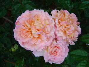 AEOX^EC[[ic\j7A lG炫֌ninCubheB[[Yj oc