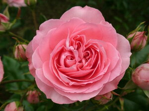 IEMXgEmA[icj7A lG炫֌ninCubheB[[Yj oc