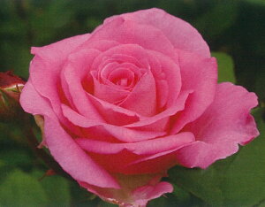 ro[ic\j7A lG炫֌ninCubheB[[Yj oc s_ѐY o^it