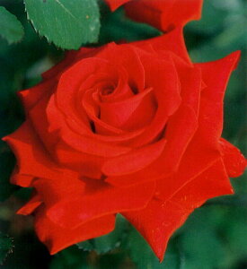 J[fBiic\j7A lG炫֌ninCubheB[[Yj oc