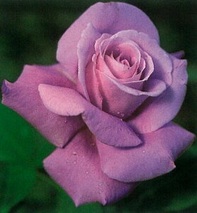 シャルル・ドゥ・ゴール(新苗)7号鉢植え 四季咲き大輪系(ハイブリッドティーローズ) バラ苗