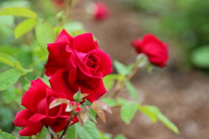 クリムゾン・グローリー(大苗予約)7号鉢植え 四季咲き大輪系(ハイブリッドティーローズ) バラ苗