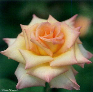 _CAiEvZXEIuEEF[Yic\j7A lG炫֌ninCubheB[[Yj oc