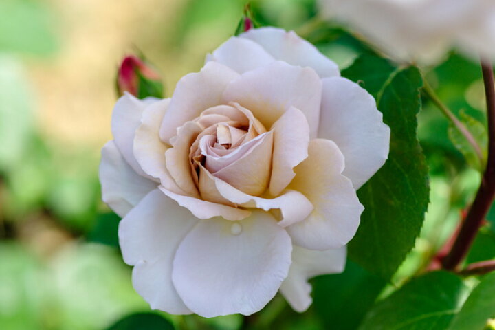 グレイパール（バラ苗：四季咲き大輪系）　大苗 薔薇 グレイパール（HT）接木苗木 新奇な色彩 黒真珠のような趣のある花 蕾沢山 薔薇 グレイパール（HT）接木苗木 新奇な色彩 黒真珠のような趣の