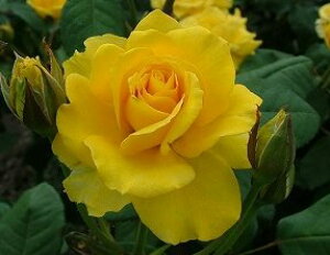 w[EtH_ic\j7A lG炫֌ninCubheB[[Yj oc