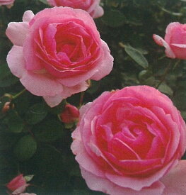 ヒストリー（大苗）7号鉢植え　　ピンク　四季咲き大輪系（ハイブリッドティーローズ）　バラ苗