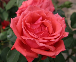 hDtg{Pic\j7A lG炫֌ninCubheB[[Yj oc htg{P tOgNEh o̓a