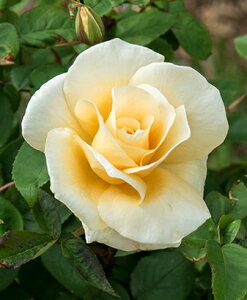 イエロー・クィーン・エリザベス(大苗予約)7号鉢植え 四季咲き大輪系(ハイブリッドティーローズ) バラ苗