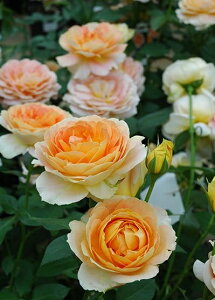 キャラメル・アンティーク(大苗予約)7号鉢植え 四季咲き大輪系(ハイブリッドティーローズ) バラ苗 《農林水産省 登録品種》