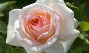 }CK[fic\j7A lG炫֌ninCubheB[[Yj oc s_ѐY o^it