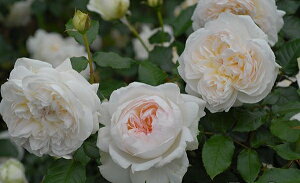 ボレロ(大苗予約)7号鉢植え バラ苗 《農林水産省 登録品種》 四季咲き中輪房咲き系(フロリバンダローズ)