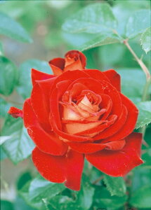 ]ic\j7A lG炫֌ninCubheB[[Yj oc