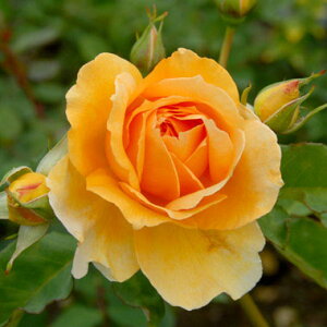 }_EVE\o[Wic\j7A lG炫֌ninCubheB[[Yj oc