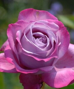 ブルー・リバー(大苗予約)7号鉢植え 四季咲き大輪系(ハイブリッドティーローズ) バラ苗