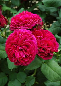 アストリット・G.V・ハルデンベルク(大苗予約)7号鉢植え 四季咲き大輪系(ハイブリッドティーローズ) バラ苗