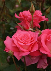 芳純（大苗）7号鉢植え 四季咲き大輪系（ハイブリッドティーローズ） バラ苗