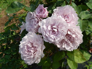 ߂̕iꂢ̂jic\j7A lG炫֌ninCubheB[[Yjoc s_ѐY o^it